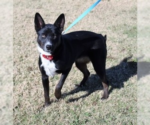 Australian Kelpie-Unknown Mix Dogs for adoption in Arlington, TX, USA