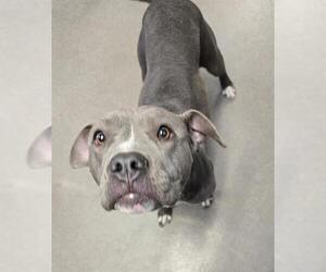 American Pit Bull Terrier Dogs for adoption in HESPERIA, CA, USA
