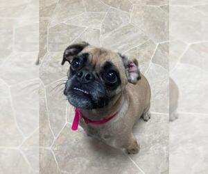 Pug Dogs for adoption in Neillsville, WI, USA