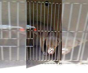 American Pit Bull Terrier Dogs for adoption in Gainesville, FL, USA