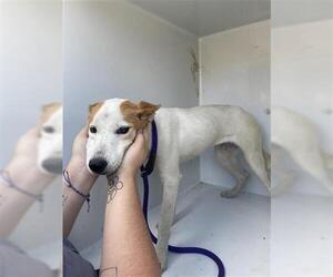 Shiba Inu-Unknown Mix Dogs for adoption in Houston, TX, USA