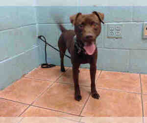 Chihuahua Dogs for adoption in Downey, CA, USA