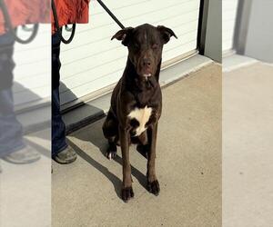 Labrador Retriever Dogs for adoption in Louisville, KY, USA