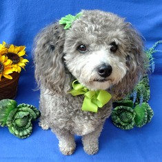 Havanese-Unknown Mix Dogs for adoption in Corona Del Mar, CA, USA