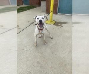 American Bulldog-Unknown Mix Dogs for adoption in Forestville, MD, USA