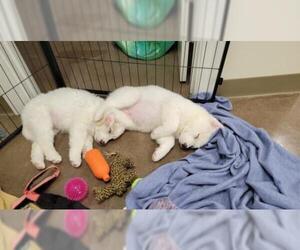 Great Pyrenees-Unknown Mix Dogs for adoption in White River Junction, VT, USA