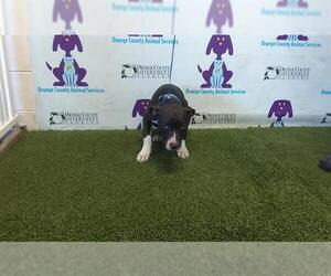 American Pit Bull Terrier-Unknown Mix Dogs for adoption in Orlando, FL, USA