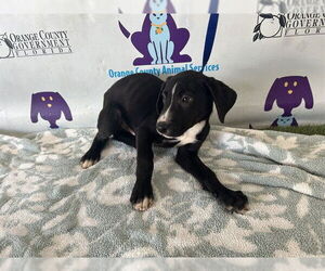 Labrador Retriever-Unknown Mix Dogs for adoption in Orlando, FL, USA