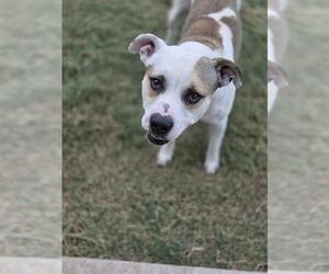 Mutt Dogs for adoption in Temple, TX, USA