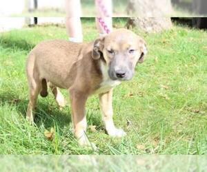 Mutt Dogs for adoption in Clinton , MI, USA