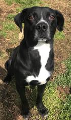Labrador Retriever-Unknown Mix Dogs for adoption in Erwin , TN, USA