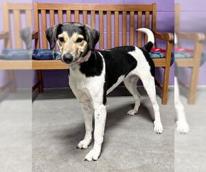 Treeing Walker Coonhound-Unknown Mix Dogs for adoption in Genesee, WI, USA