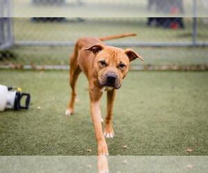 American Pit Bull Terrier Dogs for adoption in Orlando, FL, USA