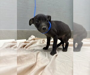 Labrador Retriever-Unknown Mix Dogs for adoption in Las Vegas, NV, USA