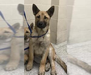 German Shepherd Dog Dogs for adoption in Conroe, TX, USA