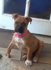 Medium Photo #1 Black Mouth Cur-Unknown Mix Puppy For Sale in Dallas, TX, USA