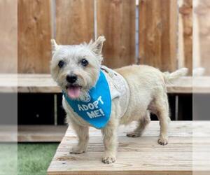 Norwich Terrier Dogs for adoption in Pacific Grove, CA, USA