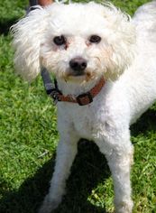 Poodle (Toy) Dogs for adoption in El Cajon, CA, USA