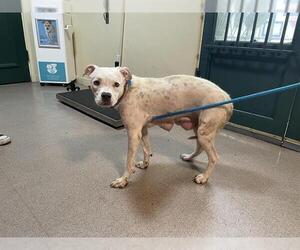 American Pit Bull Terrier-Unknown Mix Dogs for adoption in Pasadena, CA, USA