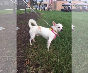Chihuahua Dogs for adoption in aurora, IL, USA