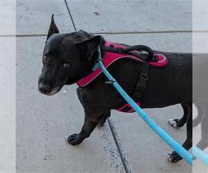 Labrador Retriever-Unknown Mix Dogs for adoption in Bakersfield, CA, USA