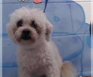 Poodle (Toy) Dogs for adoption in San Bernardino, CA, USA