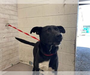 Siberian Husky-Unknown Mix Dogs for adoption in San Bernardino, CA, USA