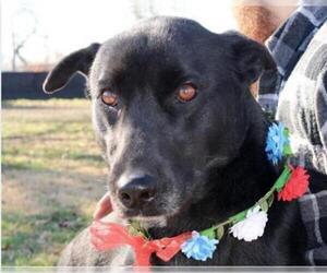Sheprador Dogs for adoption in Von Ormy, TX, USA