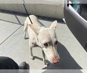 Labrador Retriever-Unknown Mix Dogs for adoption in Riverside, CA, USA
