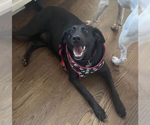 Labrador Retriever-Unknown Mix Dogs for adoption in Holly Springs, NC, USA
