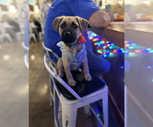 Black Mouth Cur-Unknown Mix Dogs for adoption in Raleigh, NC, USA