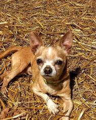 Chihuahua Dogs for adoption in Traverse City, MI, USA