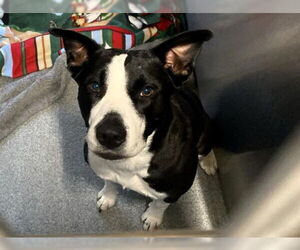 Border Collie-Unknown Mix Dogs for adoption in Orange, CA, USA