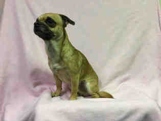 Chug Dogs for adoption in Ames, IA, USA