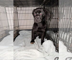 Mutt Dogs for adoption in Evansville, IN, USA