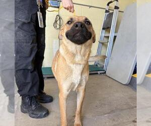 German Shepherd Dog Dogs for adoption in Camarillo, CA, USA