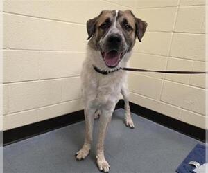 Great Pyrenees-Unknown Mix Dogs for adoption in Denver, CO, USA