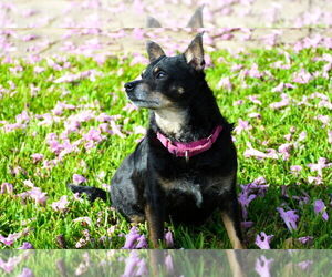 Chihuahua-Unknown Mix Dogs for adoption in oakland, FL, USA