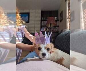 Cavalier King Charles Spaniel-Unknown Mix Dogs for adoption in Ogden, UT, USA