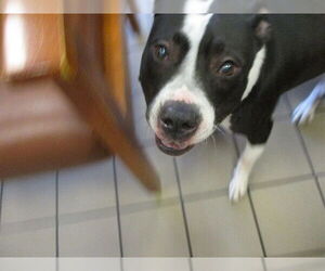 American Pit Bull Terrier-Unknown Mix Dogs for adoption in Ocala, FL, USA