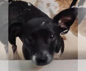 Chiweenie Dogs for adoption in Longview, WA, USA