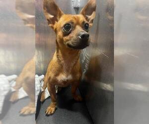 Chihuahua-Unknown Mix Dogs for adoption in San Antonio, TX, USA