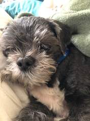 Shih Tzu-Unknown Mix Dogs for adoption in Centreville, VA, USA
