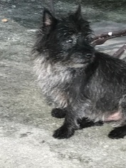 Cairn Terrier Dogs for adoption in Fort Lauderdale, FL, USA