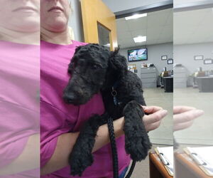 Mutt Dogs for adoption in Pierceton , IN, USA