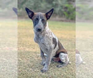Mutt Dogs for adoption in PIPE CREEK, TX, USA