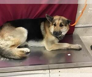 German Shepherd Dog Dogs for adoption in Riverside, CA, USA