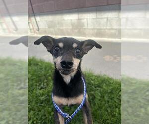 Chihuahua-Unknown Mix Dogs for adoption in Redlands, CA, USA