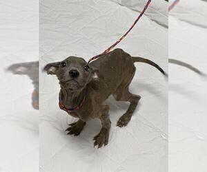 American Pit Bull Terrier-Unknown Mix Dogs for adoption in Las Vegas, NV, USA
