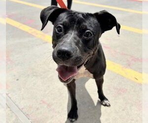 Labrador Retriever-Unknown Mix Dogs for adoption in Houston, TX, USA